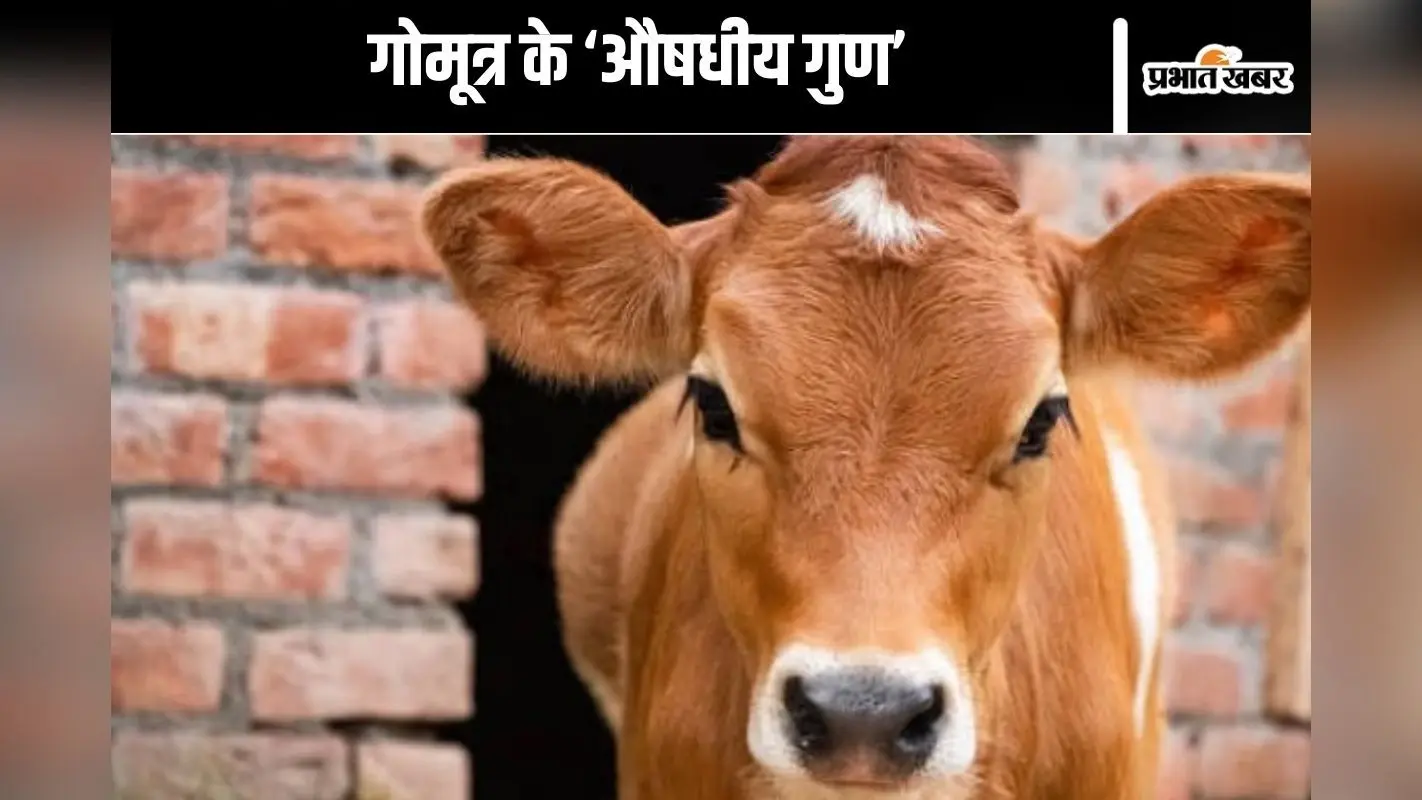 Viral Video : गोमूत्र से खत्म होती है ये बीमारियां, आईआईटी मद्रास के डायरेक्टर का दावा