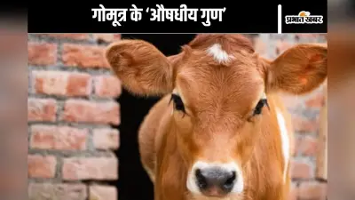 Viral Video : गोमूत्र से खत्म होती है ये बीमारियां, आईआईटी मद्रास के डायरेक्टर का दावा