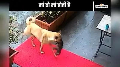 Viral Video : अपने बेहोश पिल्ले को मुंह में दबाकर कुतिया पहुंची हॉस्पिटल