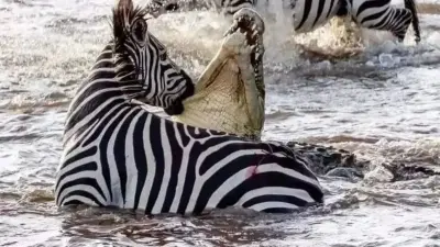 Viral Video: जब तक सांस है, तब तक आस है! देखिए कैसे नदी में मगरमच्छों से घिरे जेब्रा ने पलट दी बाजी