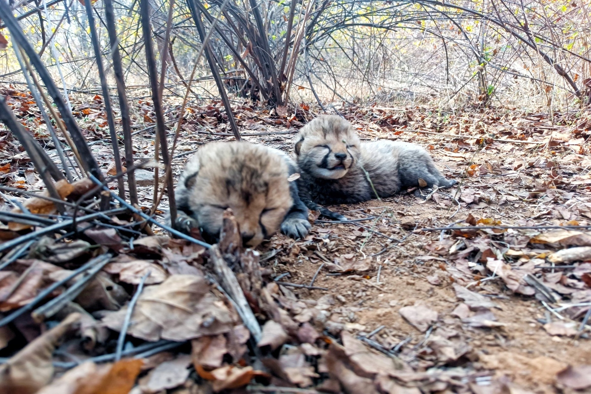 Cheetah Cubs Video: कूनो में गूंजी किलकारी, चीता वीरा ने दिया दो शावकों को जन्म, देखिए नन्हें मेहमान का वीडियो
