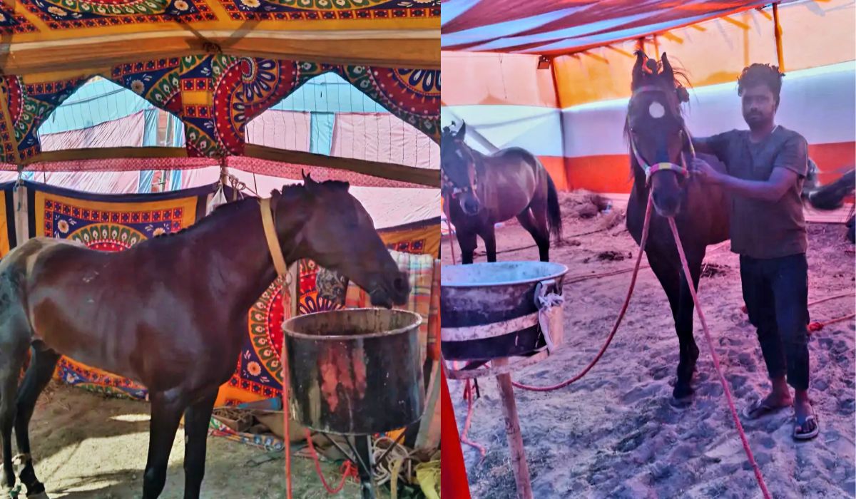 बिहार के ब्रह्मपुर मेले में घोड़ों की रफ्तार का जलवा, करोड़ों के रॉकेट और कल्लू राजा पर सबकी नजरें