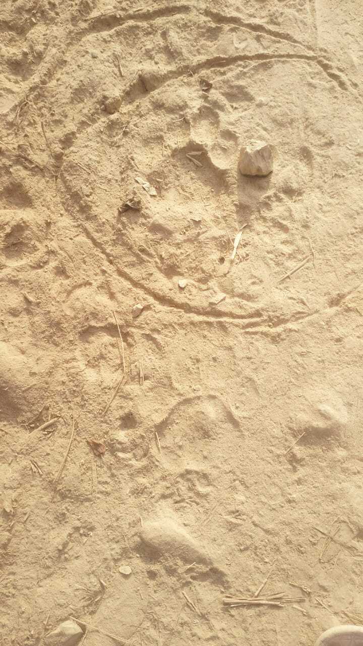 East Singhbhum News : बोड़ाम में पहुंचा बाघ, जंगल में लकड़ी लाने नहीं जा रहे ग्रामीण