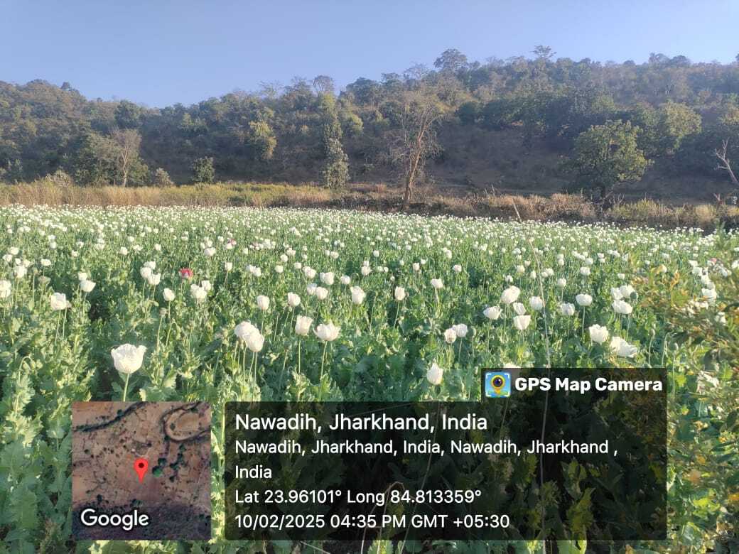 पुलिस ने टीम ने पोस्ते की खेती को किया नष्ट