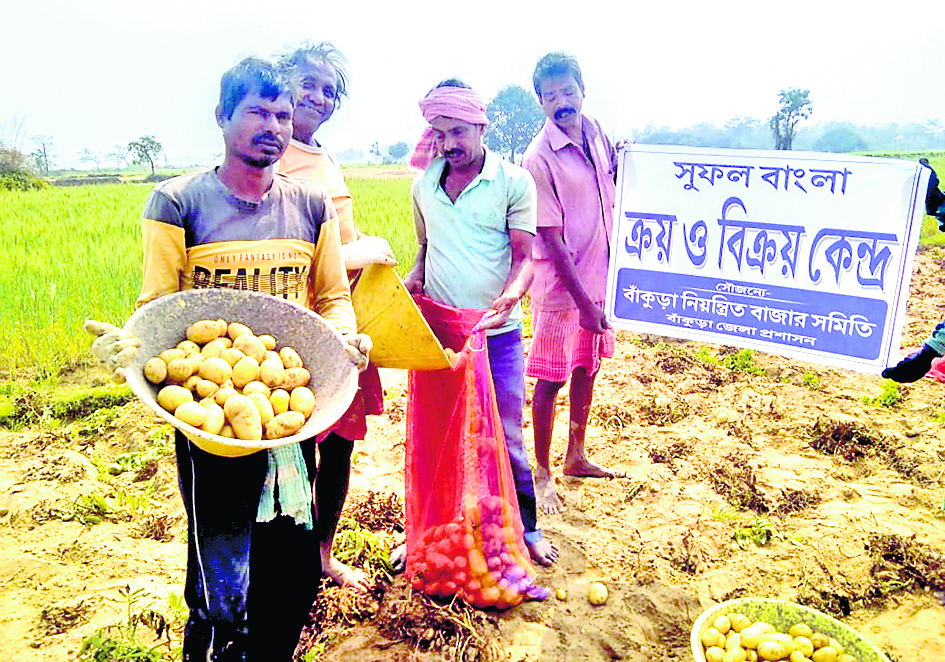 बांंकुड़ा में सुफल बांग्ला स्टॉल के लिए किसानों से खरीदे जा रहे आलू