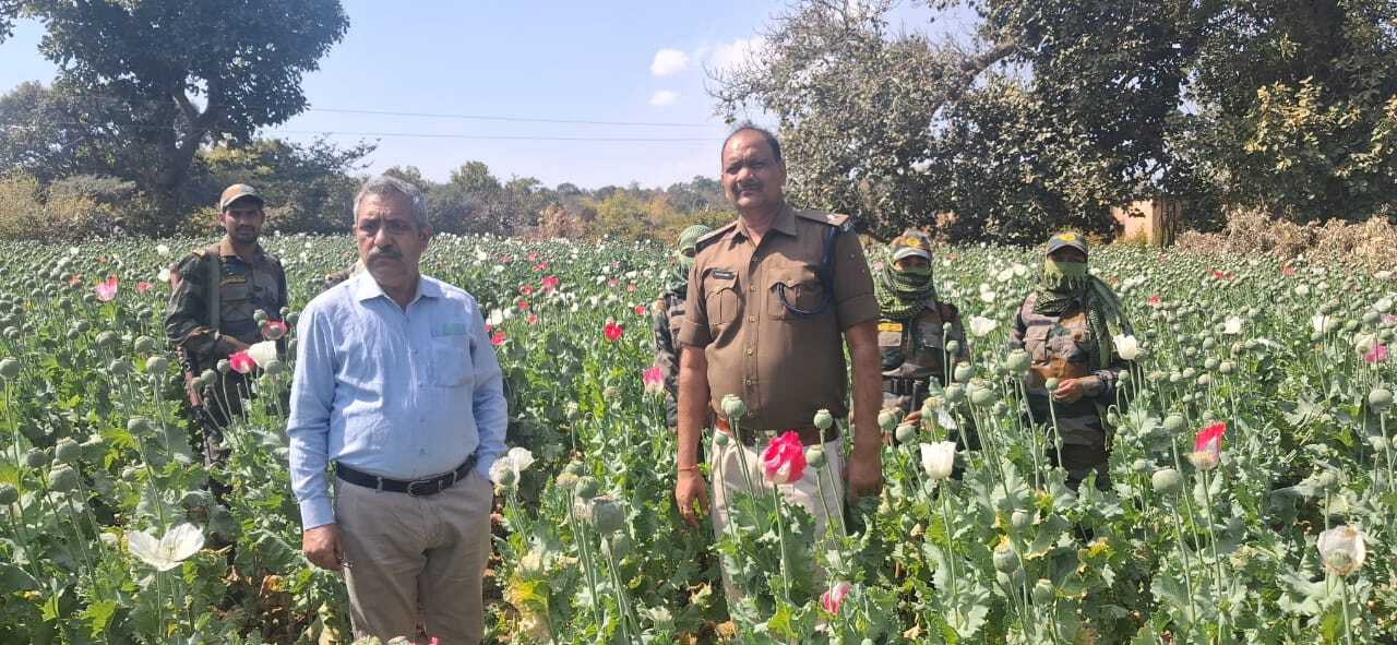 चंदवा में पोस्ते की खेती के खिलाफ नौ पर प्राथमिकी