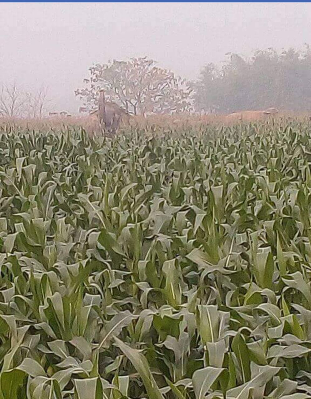 …..तो क्या मक्के की खुश्बू खींच लाती है गजराज को