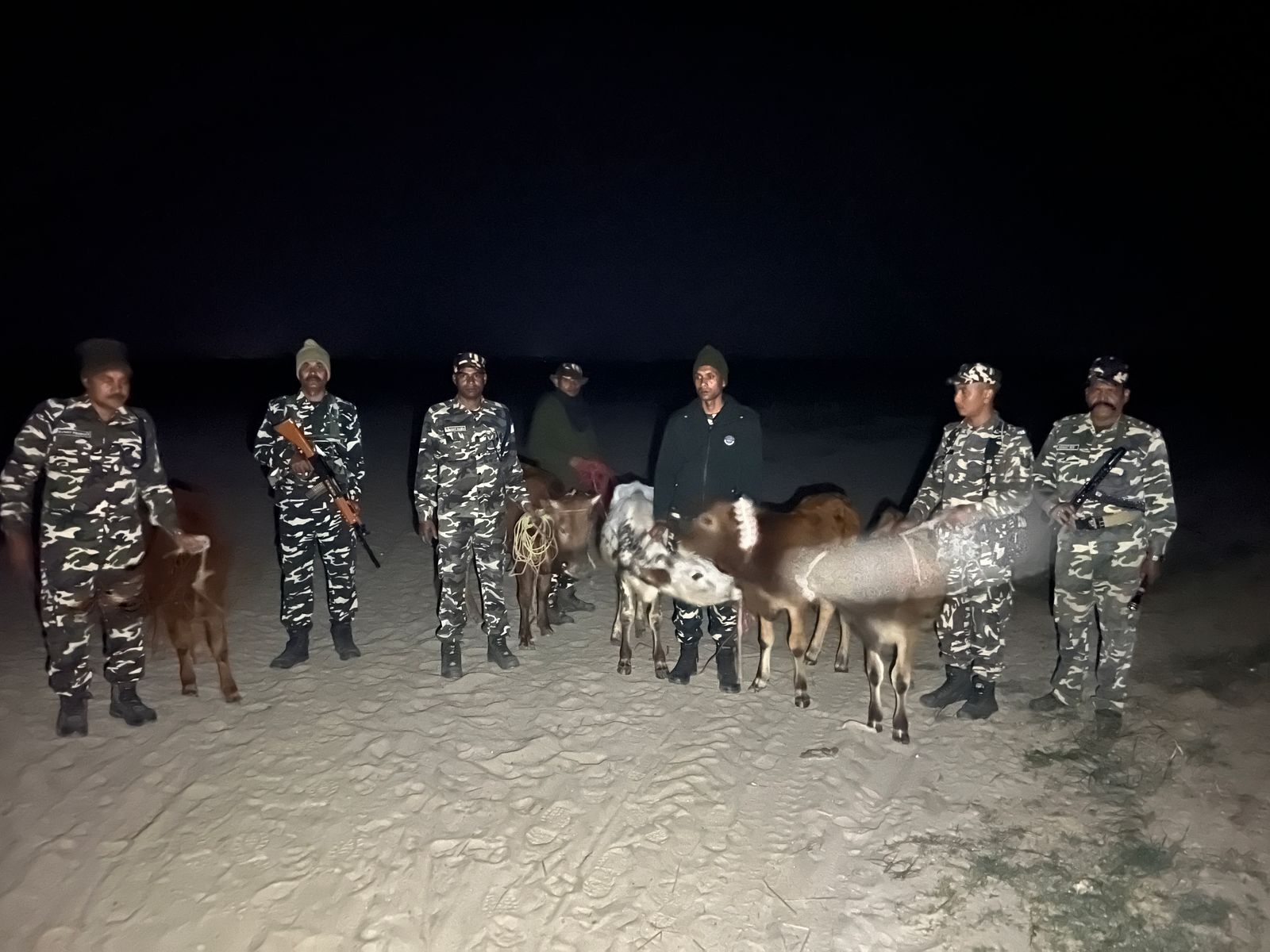 एसएसबी जवानों ने तस्करी के पांच मवेशी किये जब्त