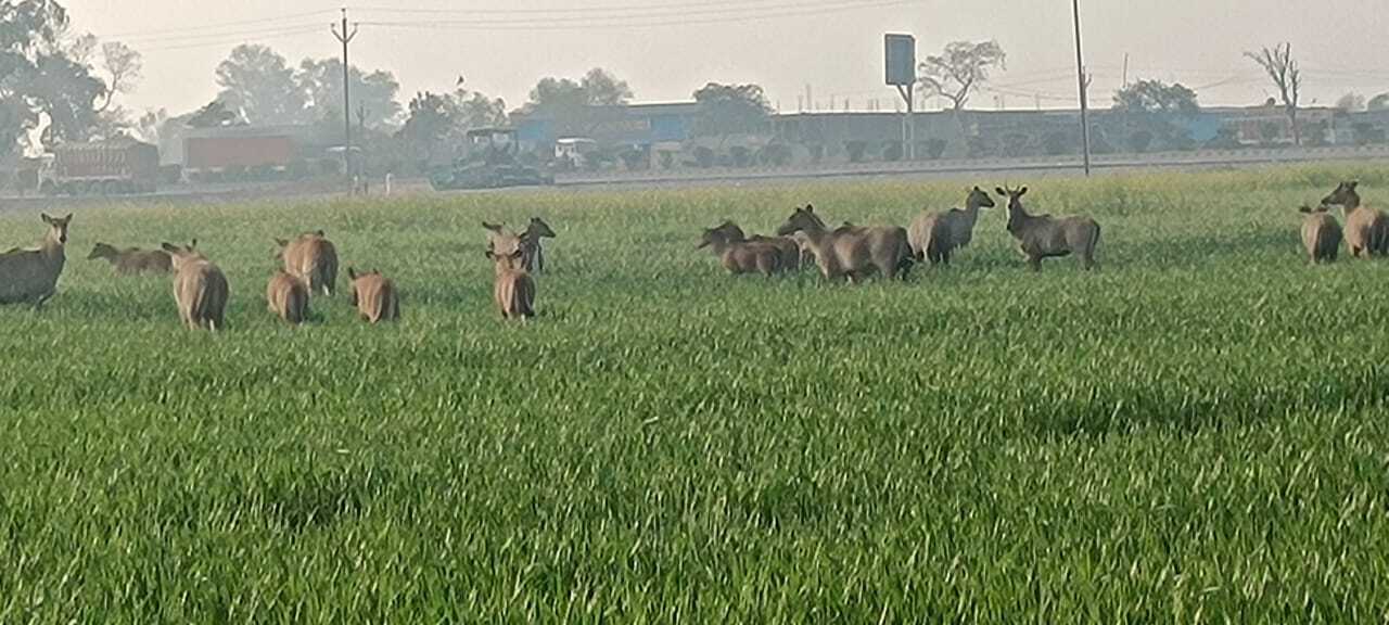 रौंद रहे खेतों में लगी फसल, किसानों की बढ़ी परेशानी
