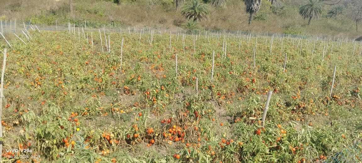 East Singhbhum News : 3 रुपये किलो टमाटर बेचने को विवश पटमदा के किसान