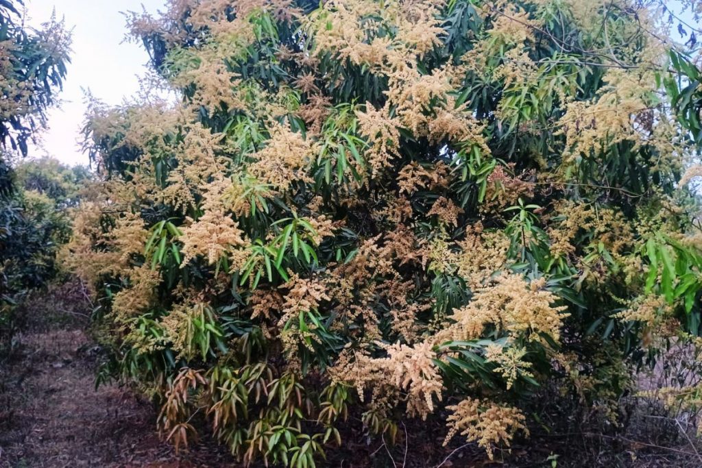 khunti news mango