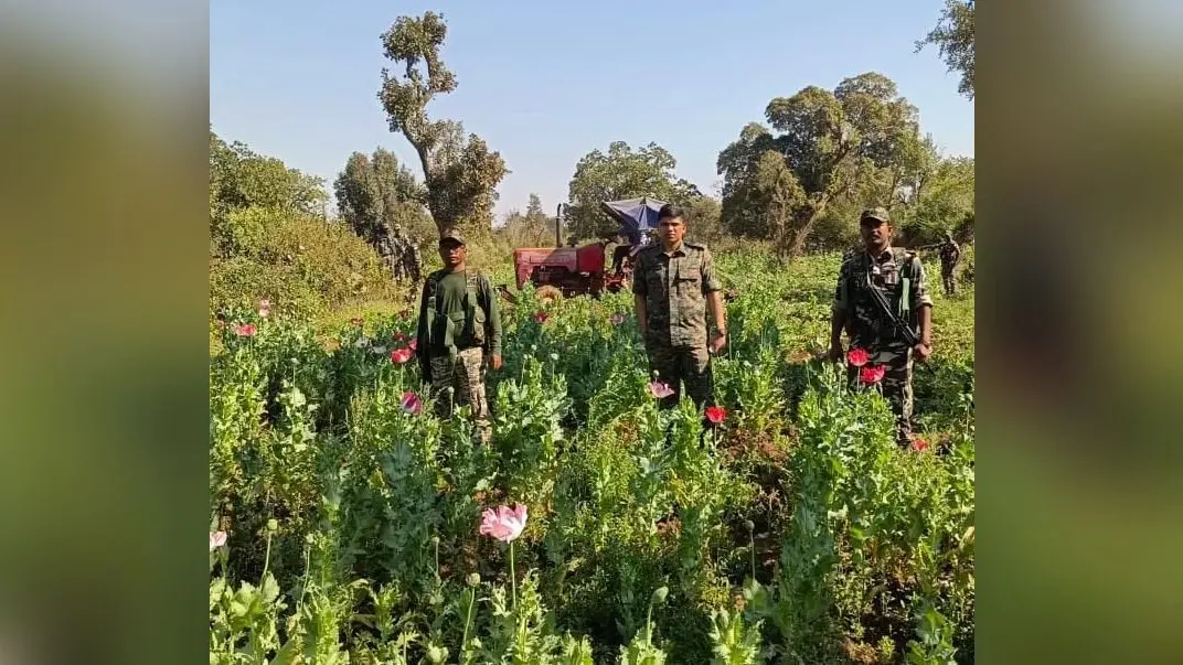 Seraikela News : सरायकेला-खरसावां जिले के 65 गांवों में 650 एकड़ में अफीम की फसल नष्ट, 30 प्राथमिकी, 15 गिरफ्तार