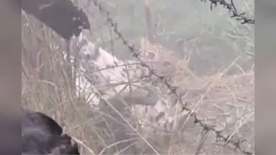 बगहा में तार में फंसे तेंदुए का देखिए वीडियो, बार-बार निकलने की कोशिश में हुआ घायल