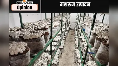 मशरूम उत्पादन में अव्वल बन सकता है झारखंड, पढ़ें अशोक भगत का लेख