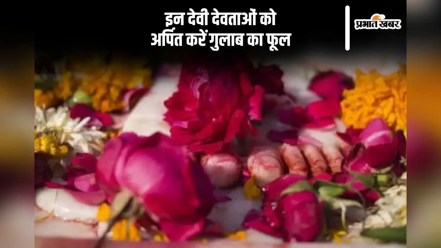 गुलाब के फूल को इन देवी-देवताओं को कर सकते हैं अर्पित