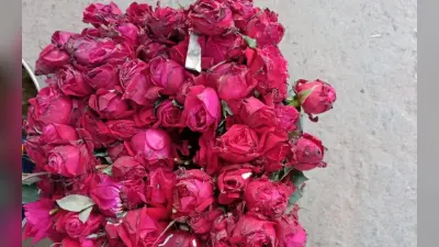 Gaya News: रोज डे के साथ कल शुरू होगा वेलेंटाइन वीक, 10 हजार पीस गुलाब फूल के कारोबार की संभावना