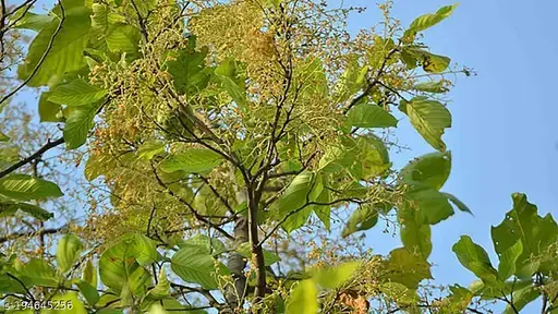 Jharkhand News : प्रकृति की उपासना का महापर्व ‘बाहा’ पांच राज्यों में एकसाथ मनेगा
