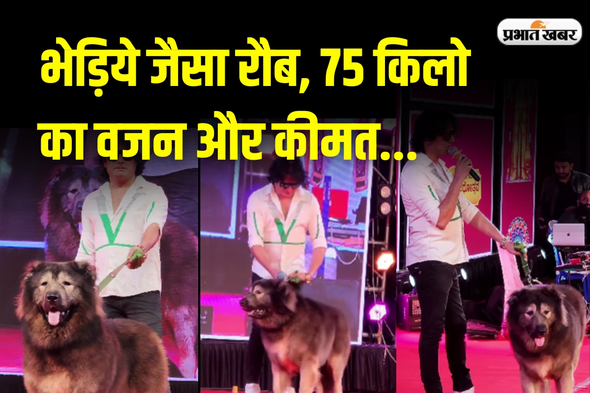 इतना महंगा कुत्ता कि कीमत सुनकर कांप उठेगा दिल, बेंगलुरु के शख्स ने ₹50 करोड़ में खरीदा वुल्फडॉग