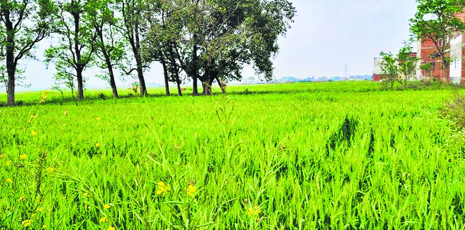 बढ़ते तापमान से गेहूं की उपज प्रभावित होने की आशंका, किसान चिंतित