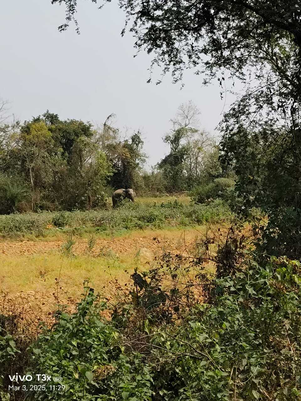 East Singhbhum News : बहरागोड़ा में बकरी के लिए पत्ता तोड़ने गये युवकों को हाथी ने पटका, एक की मौत, दो घायल
