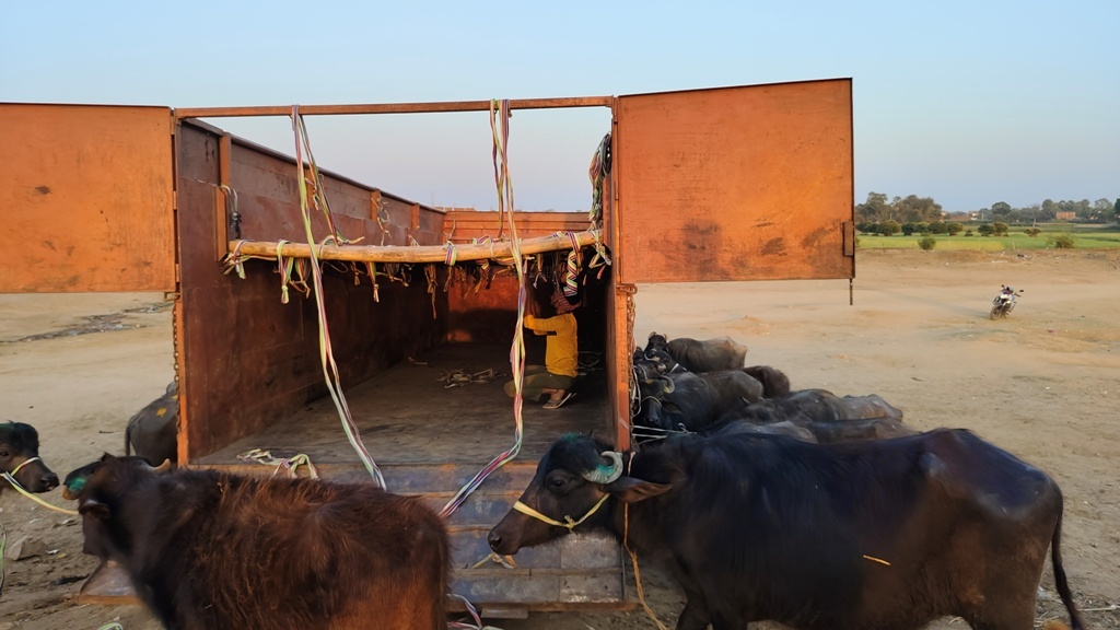 प्रभात पड़ताल – डहुआ गांव से अंतरराष्ट्रीय स्तर पर पशुओं की हो रही अवैध तस्करी