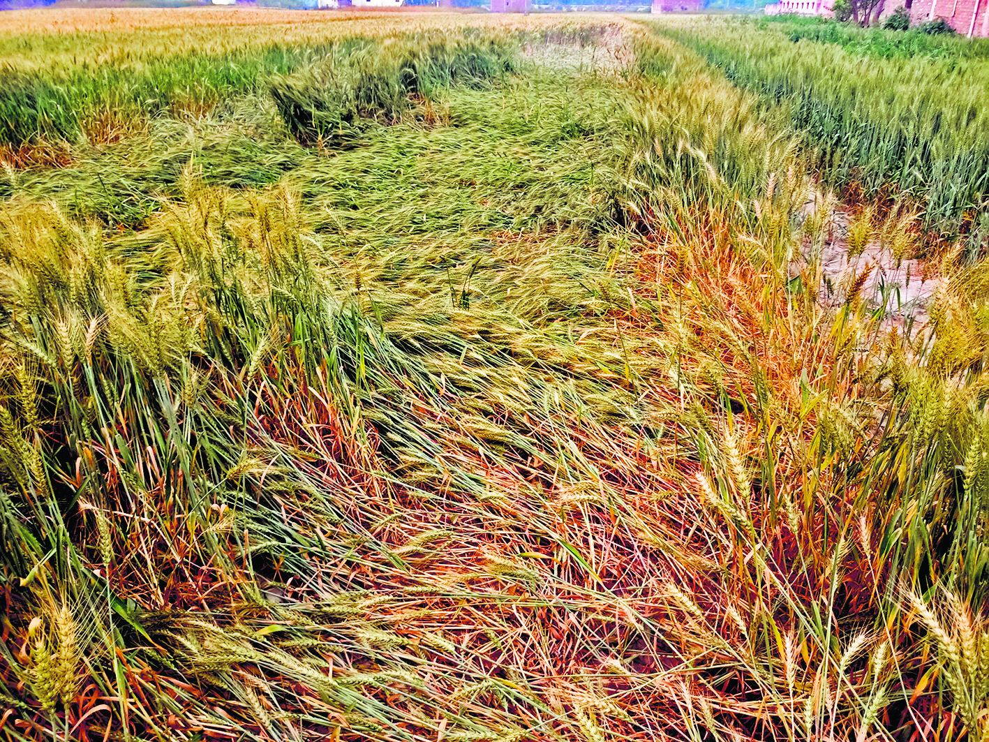 Chhapra News : तेज पछुआ हवा से घट रही खेतों की नमी, चिंता में किसान