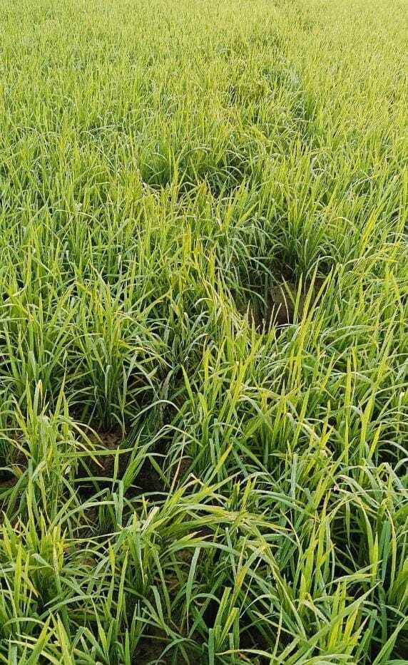 East Singhbhum News : बरसोल के सोनाकोड़ा गांव में हाथियों का उत्पात, गरमा धान की फसल बर्बाद