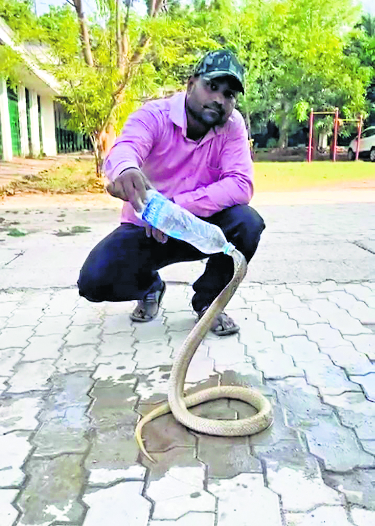 seraikela kharsawan news: सरायकेला के एनआर स्कूल में निकला 5 फीट का कोबरा