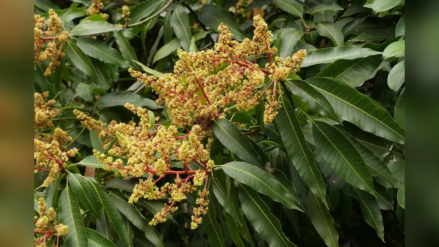 Mango Tree First Flowering Care: आम के पौधे का पहला बौर या मंजर क्यूं तोड़ देना चाहिए किसान ऐसा क्यूं करते है