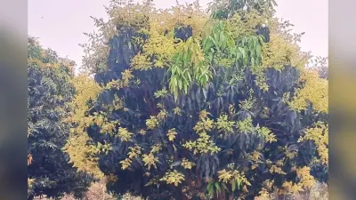 बढ़ते तापमान का कहर : आम, लीची और रबी फसल का उत्पादन होगा प्रभावित