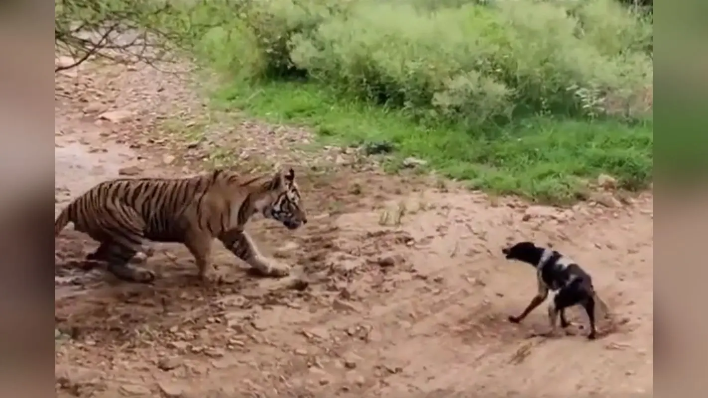 Viral Video: कुत्ते ने टाइगर को ललकारा, चंद सेकंड में हुआ ऐसा हाल, वीडियो पर छिड़ी बहस