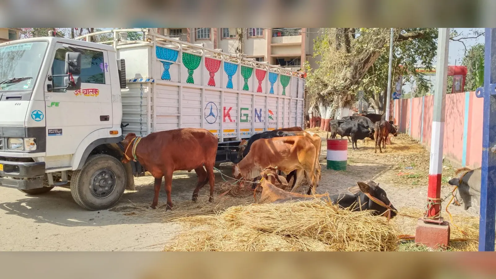 बंगाल तस्करी के लिए ले जाये जा रहे 26 पशु बरामद, ट्रक जब्त