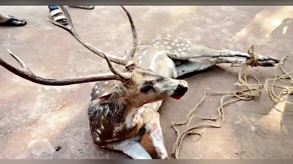 Rourkela News: कोइड़ा सीएचसी में जख्मी हालत में मिले हिरण की इलाज के दौरान मौत