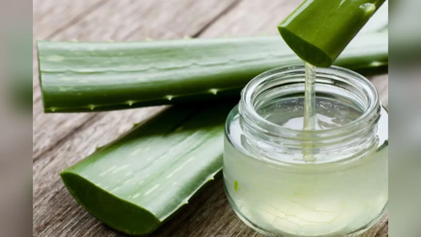 Homemade Aloe Vera Gel: घर पर बनाएं मार्केट जैसा एलोवेरा जेल, जानें स्टोर करने का सही तरीका