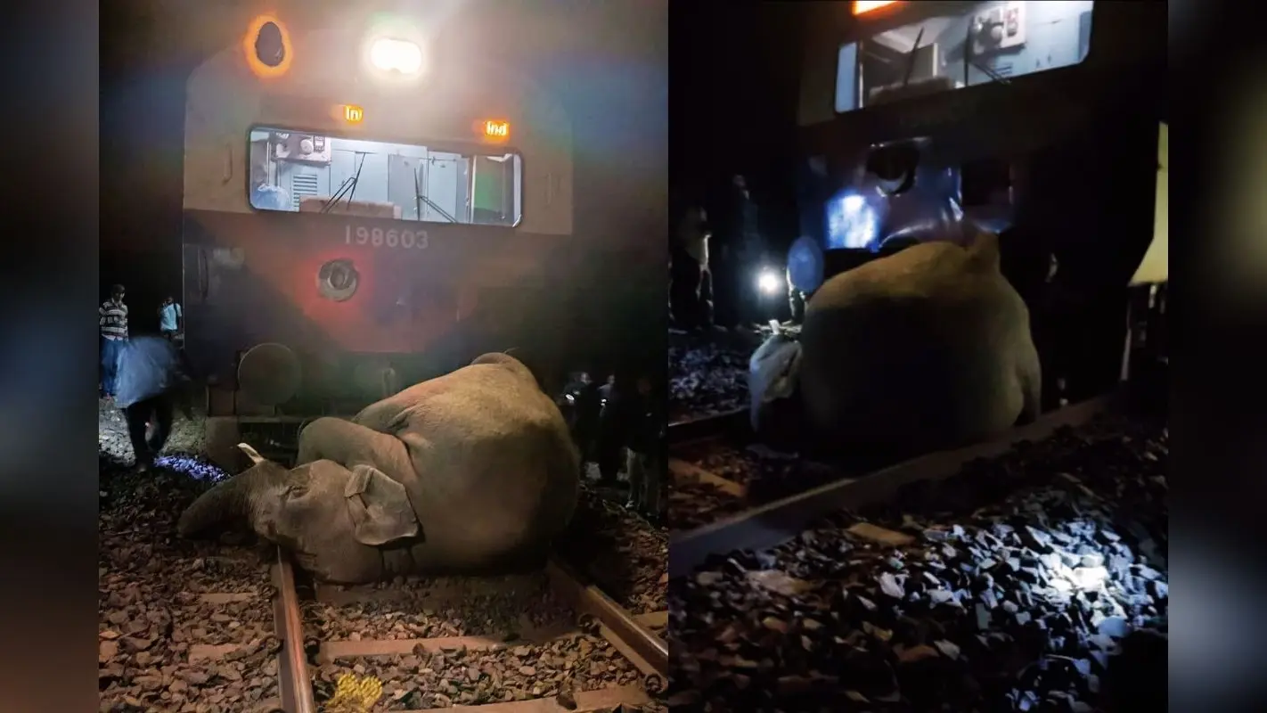 Indian Railways News: ट्रेन से कटकर हाथी की मौत, हटिया-टाटा रूट पर ट्रेन सेवा बाधित, देखें Video