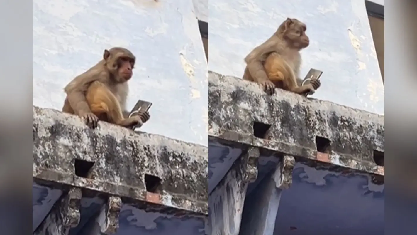 Viral Video: डेढ़ लाख के मोबाइल के बदले बंदर महाराज ने मांगा मैंगो जूस, वीडियो हुआ वायरल
