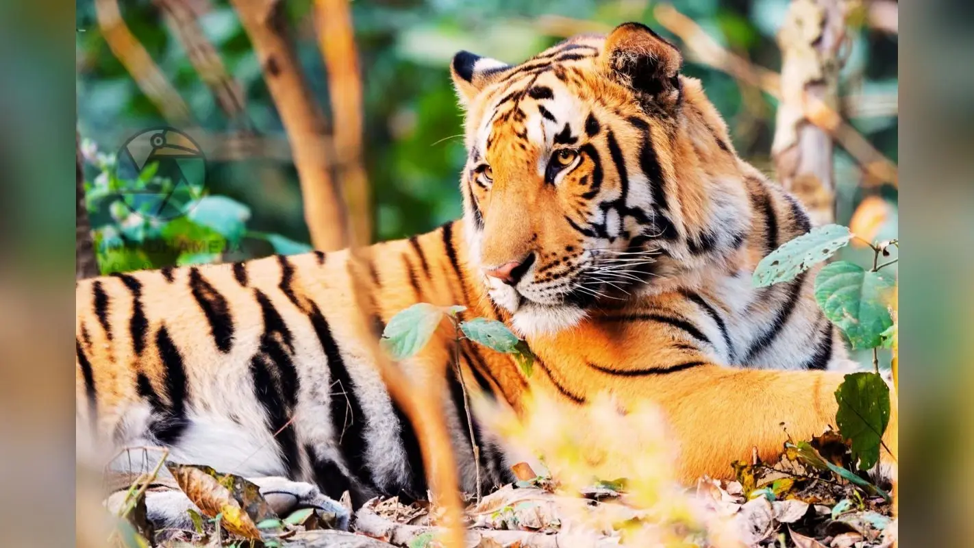 नागपुर से 2 रॉयल बंगाल टाइगर जमशेदपुर पहुंचे, कड़ी निगरानी में हैं दोनों बाघ