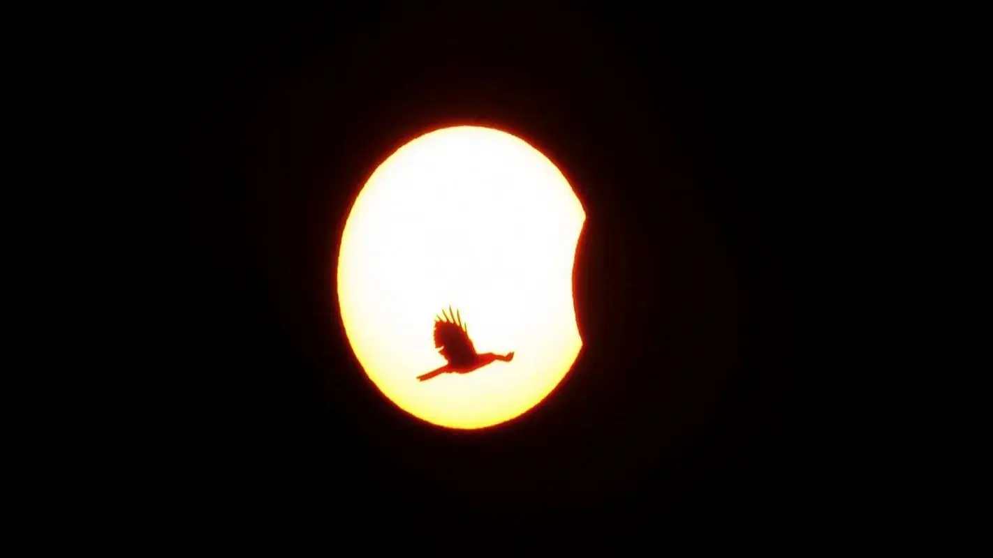 Solar Eclipse 2025 Live Streaming: 29 मार्च को सूर्य ग्रहण, मोबाइल-टैबलेट पर ऐसे देखें लाइव