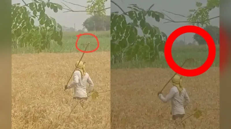 Video: इस जिले में घूम रहा बाघ, गड़गड़ाहट से दहला इलाका, दहशत में लोग