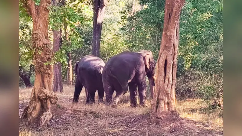 Video: टाइगर रिजर्व में हिंसक हुए हाथी, 2 घंटे तक लड़ते रहे 2 टस्कर, एक की मौत