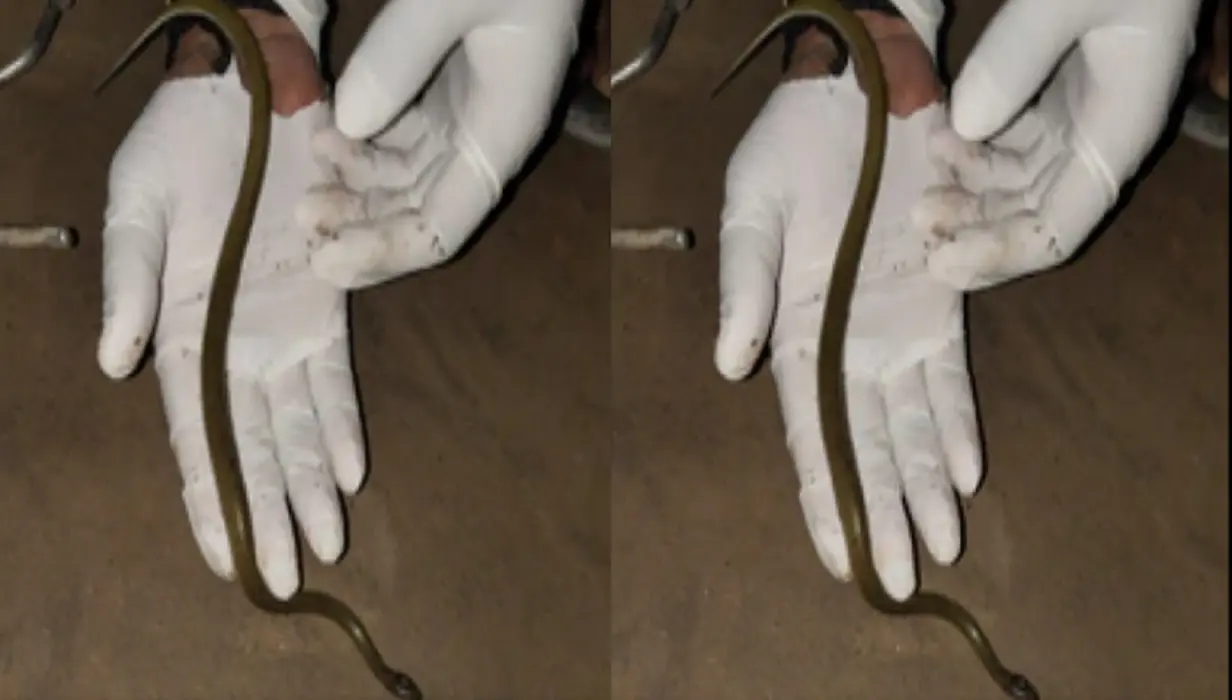 Snake in VTR: चंपारण के वीटीआर में दिखा एक और दुर्लभ सांप, विषैला नहीं होता येलो स्पेकल्ड वुल्फ स्नेक