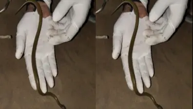 Snake in VTR: चंपारण के वीटीआर में दिखा एक और दुर्लभ सांप, विषैला नहीं होता येलो स्पेकल्ड वुल्फ स्नेक