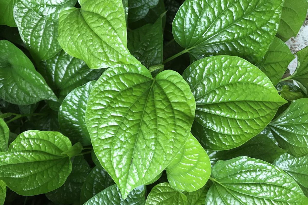 Betel Leaf Juice | Pan Sharbat