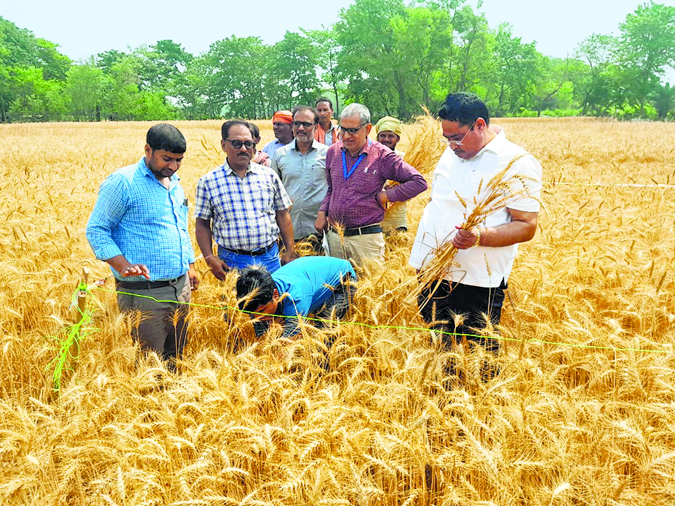 Saran News : दरियापुर में कृषि विभाग के अधिकारियों ने की गेहूं की क्रॉप कटिंग