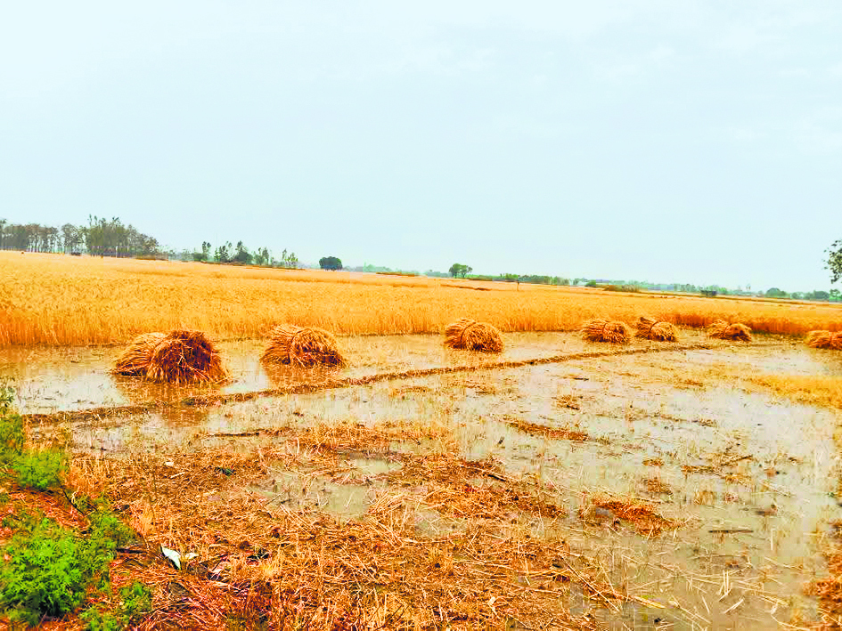 Saran News : बारिश से मक्के के फसल को मिली राहत, गेहूं को पहुंचा नुकसान