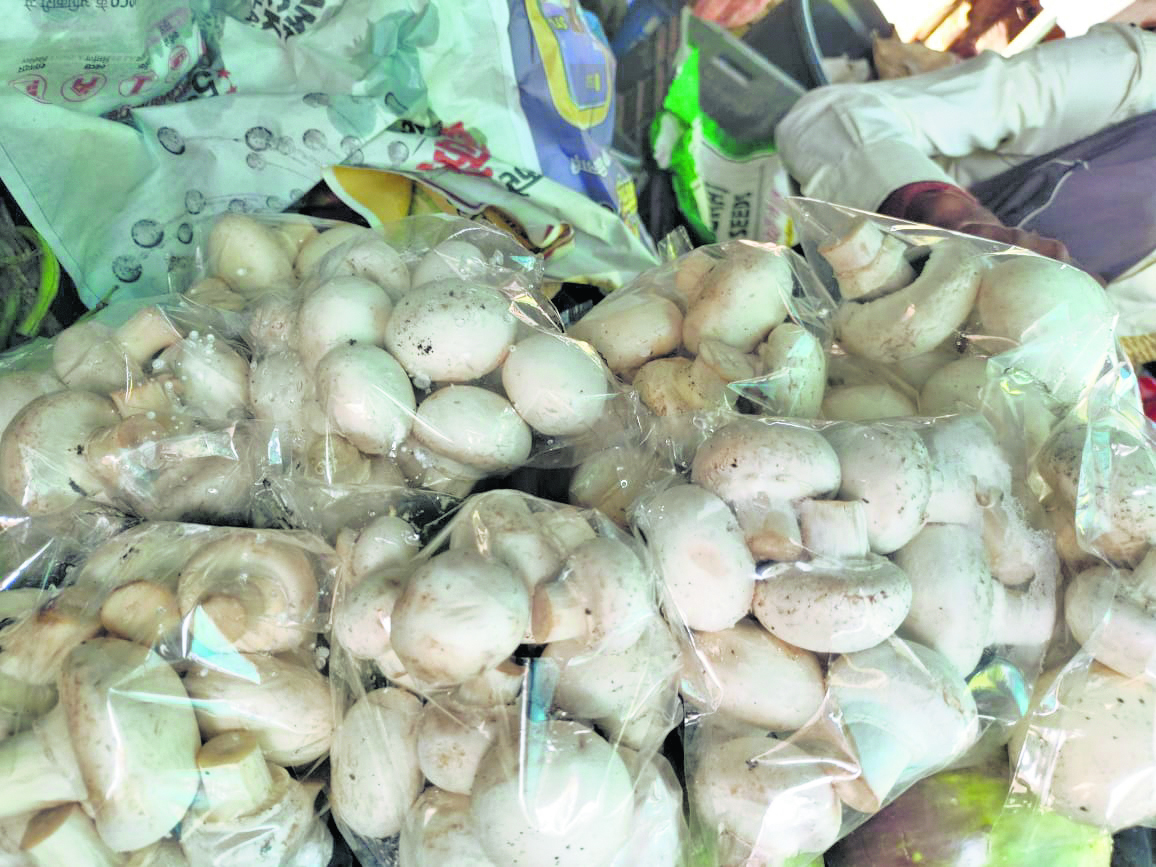 झोंपडी में मशरूम उत्पादन कर उठा सकते हैं लाभ