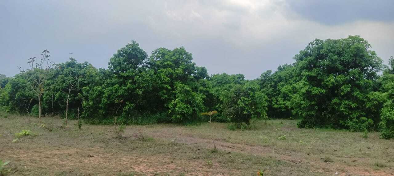 East Singbhum News : आम बागान में हाथियों का डेरा, स्वाद से दूर गौशाला कर्मी
