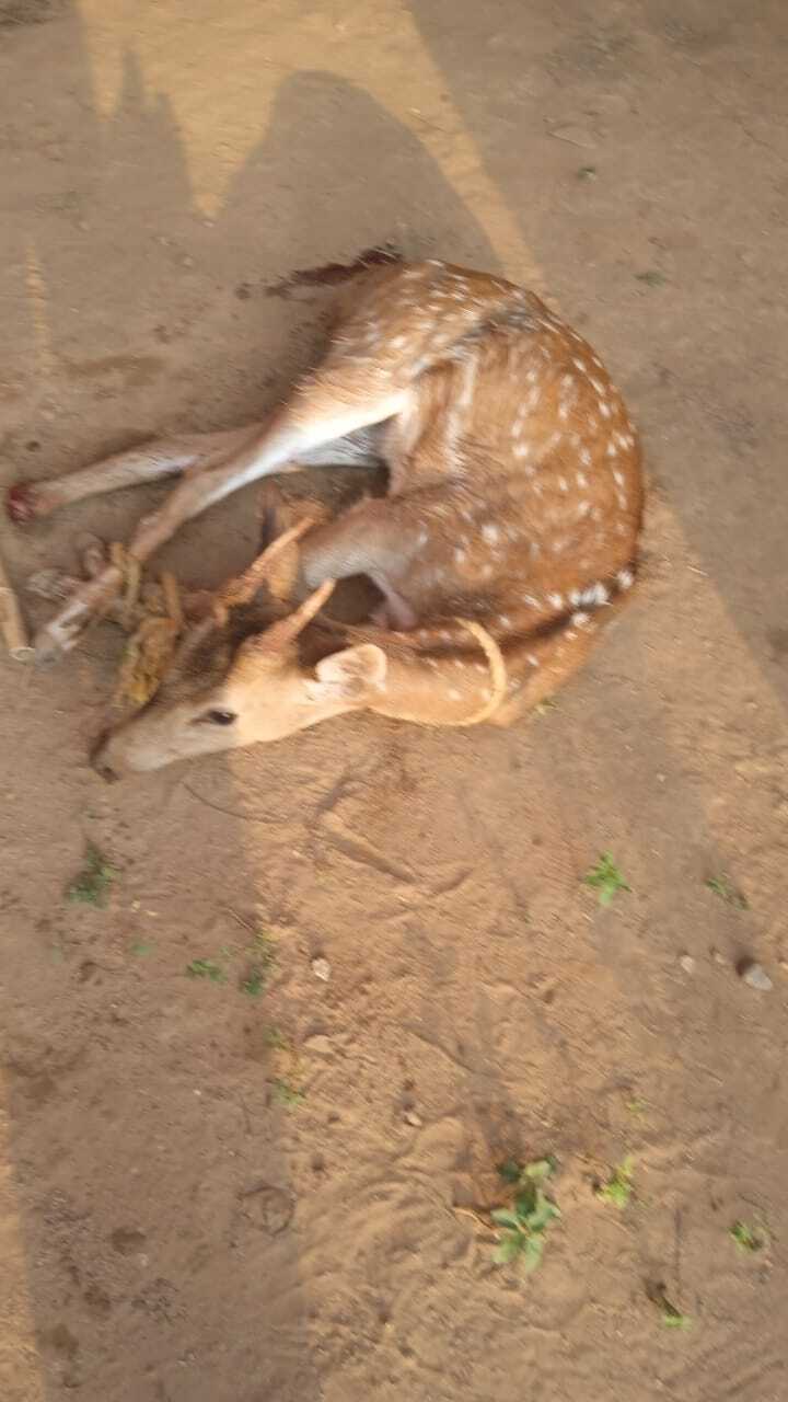 East Singhbhum News : कुत्तों से जान बचाने को बस्ती में घुसा घायल हिरण, वन विभाग ने बचाया