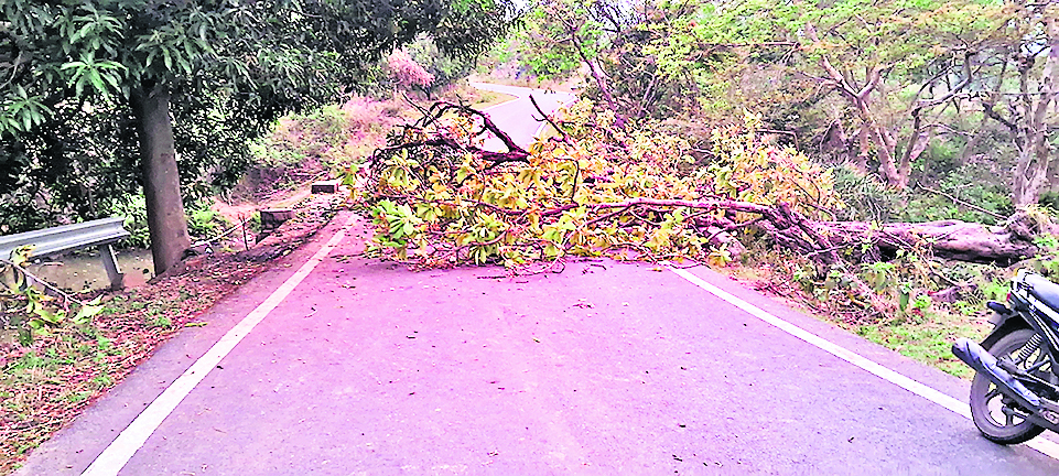 आंधी-तूफान से सड़क पर गिरा पेड़, कुचाई-चक्रधरपुर मुख्य मार्ग बाधित