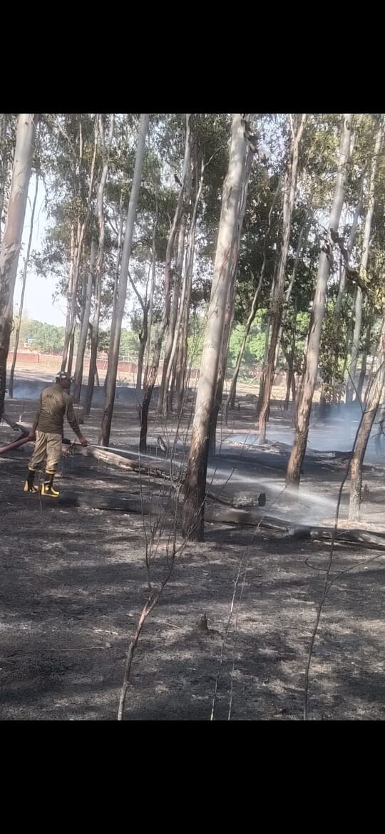 Giridih News: रानीडीह में बगीचे में लगी आग, कई पेड़ झुलसे